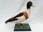 Eend Taxidermie volledige montage - Tadorna tadorna - 35 cm, Nieuw