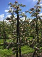 Oude appelboom | Malus Elstar handappel | Gelijk vruchten, Tuin en Terras, Planten | Bomen, 100 tot 250 cm