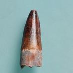 Dinosaurus - Fossiele tand - Spinosaurus aegyptiacus - 55 mm, Verzamelen