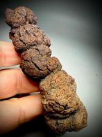 Grote fossiele poep - Fossiel fragment - Coprolite