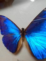 Vlinder Taxidermie replica montage - morpho rhetenor - 16 cm