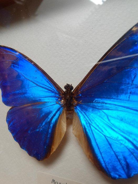 Vlinder Taxidermie replica montage - morpho rhetenor - 16 cm, Antiek en Kunst, Curiosa en Brocante