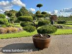 Leiboom leilinde leilaurier groenblijvend bladhoudend, Tuin en Terras, Planten | Bomen, Ophalen