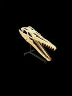 Mosasaurus - Fossiele schedel - Gavialimimus ptychodon - 83