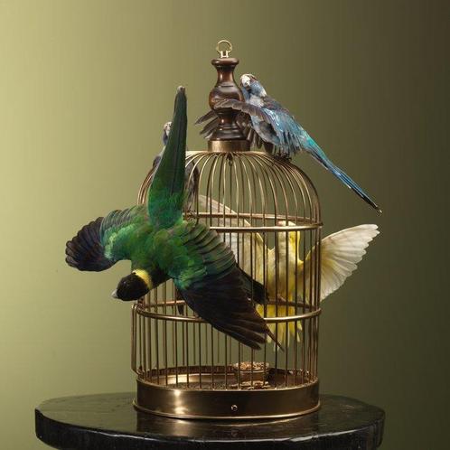 Parkiet Taxidermie volledige montage - - - 60 cm - 43 cm -, Verzamelen, Dierenverzamelingen