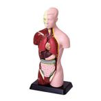 Torso 7-delig 27 cm hoog, Verzenden, Nieuw