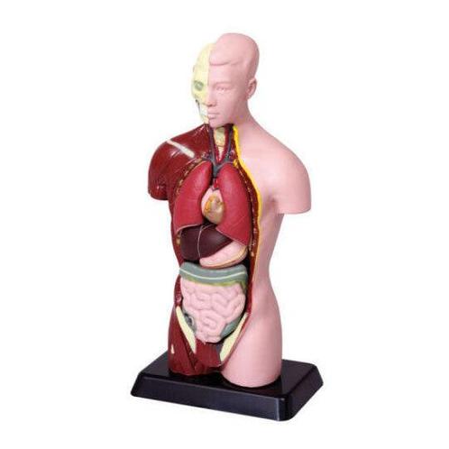 Torso 7-delig 27 cm hoog, Boeken, Schoolboeken, Nieuw, Verzenden