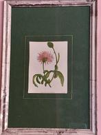 Anne Pratt - Un set di dieci tavole vittoriane originali, Antiek en Kunst