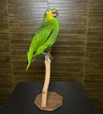Amazone Papegaai Taxidermie Opgezette Dieren By Max, Ophalen of Verzenden, Nieuw, Vogel, Opgezet dier