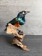 Spreeuw Taxidermie volledige montage - Lamprotornis superbus, Nieuw
