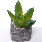 Actie SUCCULENT in steeneffectpotje 7.5cm Succulent, Ophalen of Verzenden, Nieuw