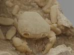 Krab - Fossiel skelet - 90 mm - 100 mm (Zonder Minimumprijs), Verzamelen