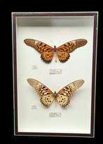 African Giant Swallowtails  from R.C.A -collection (39X26, Nieuw