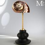 Turbo Sarmaticus – Natuurlijke Elegantie op Houten en