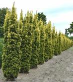 Gele venijnboom Taxus baccata David Haag 120-140 Kluit