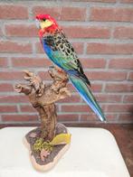 Western Rosella - ex-captivity - Taxidermie volledige, Nieuw