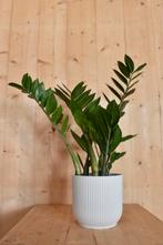 Zamioculcas in witte pot Elho, Huis en Inrichting, Kamerplanten, Verzenden