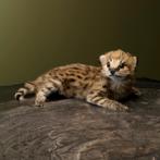 Serval Kitten Taxidermie Opgezette Dieren By Max