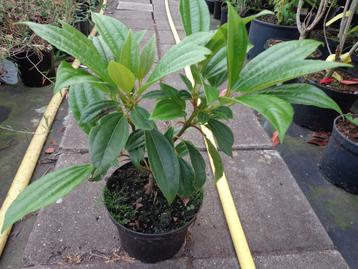 Viburnum davidii , sneeuwbal bladhoudend beschikbaar voor biedingen