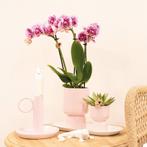 Kolibri Orchids | Roze paarse phalaenopsis orchidee - El Sal, Huis en Inrichting, Verzenden, Nieuw