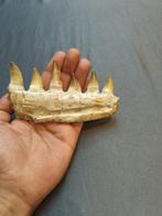 Mosasaurus - Fossiele tanden - mosasaurus - 7 cm - 13 cm