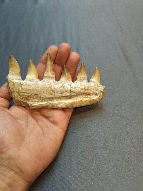 Mosasaurus - Fossiele tanden - mosasaurus - 7 cm - 13 cm, Verzamelen, Mineralen en Fossielen