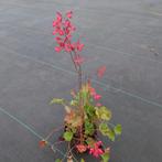 Het Heuchera sanguinea Leuchtkäfer, (Rood), Tuin en Terras, Ophalen of Verzenden, Vaste plant, Bodembedekkers