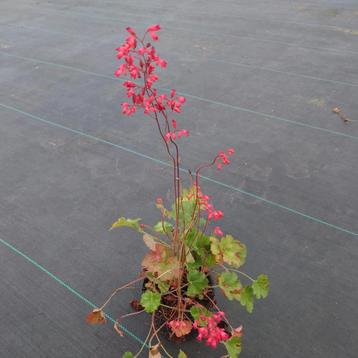 Het Heuchera sanguinea Leuchtkäfer, (Rood) beschikbaar voor biedingen