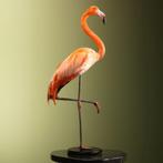 Cubaanse Flamingo Taxidermie Opgezette Dieren By Max, Ophalen of Verzenden, Nieuw, Vogel, Opgezet dier