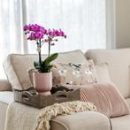 Kolibri Orchids | Roze paarse phalaenopsis orchidee - El Sal, Huis en Inrichting, Verzenden, Nieuw
