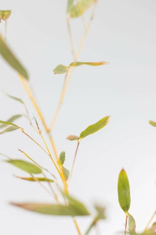 Bamboe / Phyllostachys Bissetii 80-100 cm, Tuin en Terras, Planten | Struiken en Hagen