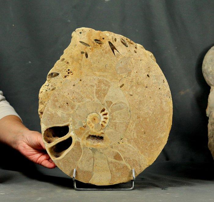 Grote gesneden ammoniet met belemnites in de levingskamer., Verzamelen, Mineralen en Fossielen