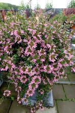 Scaevola - Roze / Hangpot 30cm, Tuin en Terras, Ophalen of Verzenden