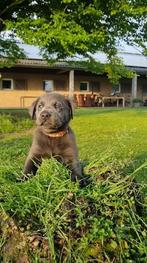 Prachtige grijze Labrador pups  - ED HD DNA Stamboom, Dieren en Toebehoren, Honden | Retrievers, Spaniëls en Waterhonden, Meerdere