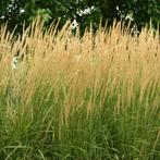 Calamagrostis acutiflora ‘Karl Foerster’ - Potmaat 2 liter, Tuin en Terras, Planten | Tuinplanten, Ophalen of Verzenden