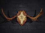Large Northern Elk/Moose Schedel - Alces alces - 32 cm - 45, Nieuw