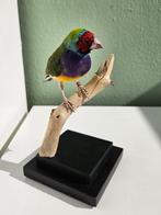 Gouldiaanse vink Taxidermie volledige montage - Chloebia, Nieuw