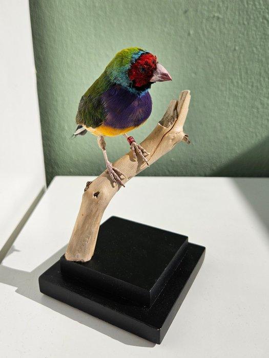 Gouldiaanse vink Taxidermie volledige montage - Chloebia, Verzamelen, Dierenverzamelingen