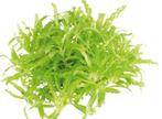 Easy Grow Pogostemon Helferi | Thai waterkastanje | in vitro, Ophalen of Verzenden, Nieuw
