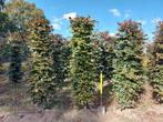 Haagelementen Beukenhaag, Carpinus Fagus Bezorging mogelijk, Tuin en Terras, Planten | Struiken en Hagen, Ophalen of Verzenden