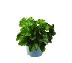 Heuchera  Dales Strain (wit, vaste planten) (wit), Ophalen of Verzenden, Vaste plant, Bodembedekkers, Halfschaduw