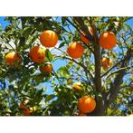 Sinaasappelboom Citrus sinensis h 130 cm st. omtrek 10 cm, Tuin en Terras, Planten | Tuinplanten, Verzenden