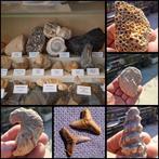 Oude fossielenverzameling met meer dan 30 stukken - Fossiele, Verzamelen, Mineralen en Fossielen