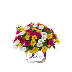 Calibrachoa Mixmaster - Paradise Sunrise / 14 cm hangpot, Ophalen of Verzenden