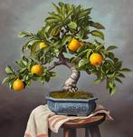 Charlie - Bonsaï citrons