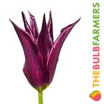 The Bulb Farmers - 64 x Tulp Sarah Raven - donkerpaars, Tuin en Terras, Bloembollen en Zaden, Verzenden, Najaar, Volle zon, Bloembol