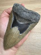 Megalodon haai - Fossiele tand - Megalodon - 14.5 cm - 10 cm, Verzamelen, Mineralen en Fossielen