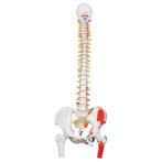 Anatomie model wervelkolom met spieren, 83 cm, Nieuw