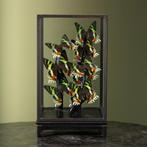 Madagaskar Vlinders in Vitrine, Ophalen of Verzenden, Nieuw, Insect, Opgezet dier