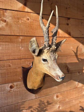 Reebok Taxidermie volledige montage - Cervus Capreolus - 64 beschikbaar voor biedingen